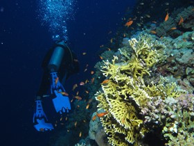 Full Guide to: St John's Scuba Diving