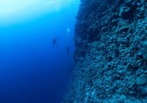 Elphinstone Marsa Alam: Full Guide to the Best Diving Spots